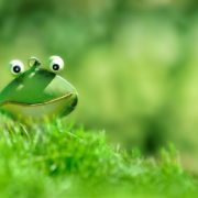 frog hearing aid devices