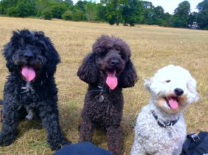 3 Hearing Dogs