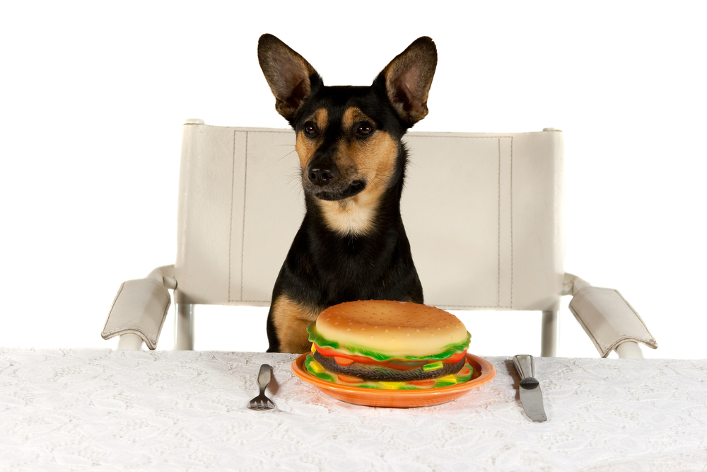 assistance dogs gourmet burger kitchen